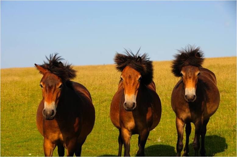 Twitchen Farm B&B posted this photo of three Exmoor Ponies having a bad hair day on our Facebook page.