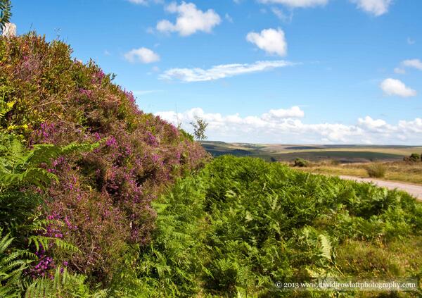 Photo by Dave Rowlatt