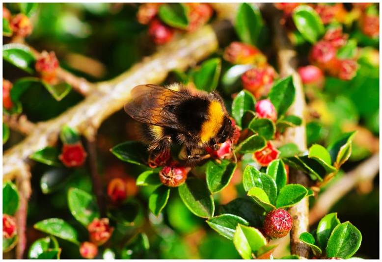 305 Twitchen Farm Bee