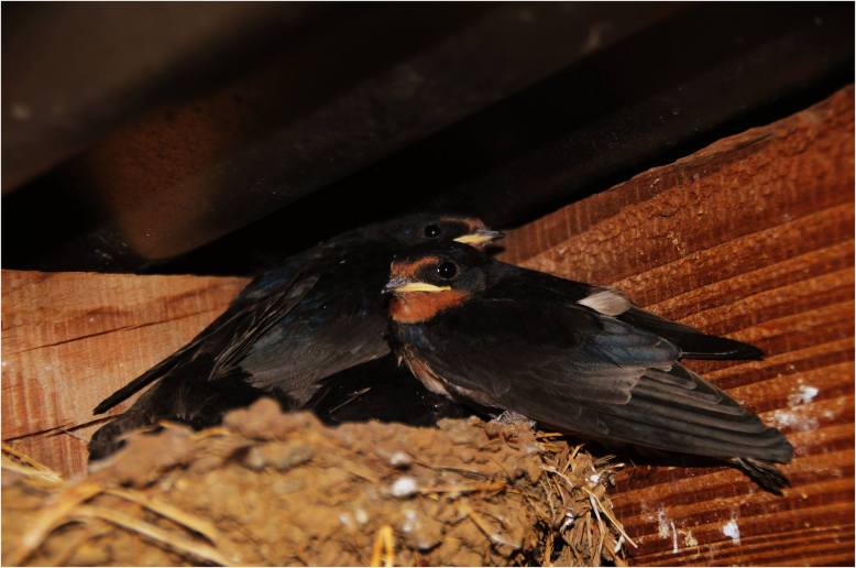 Photo by Twitchen Farm B&B