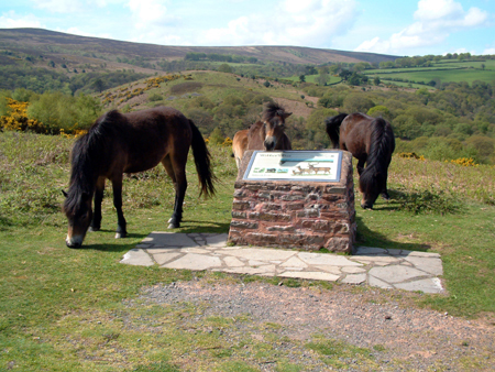 Exmoor Ponies at Webbers Post