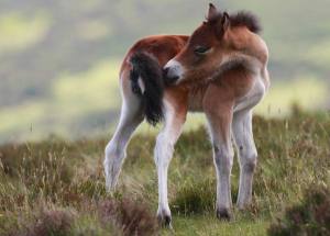 202 Exmoor Foal