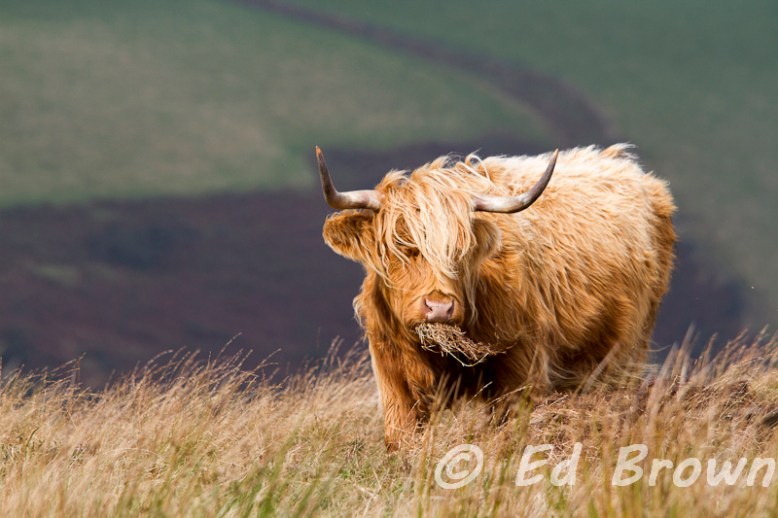 Wildlife of the Exe Valley, Somerset