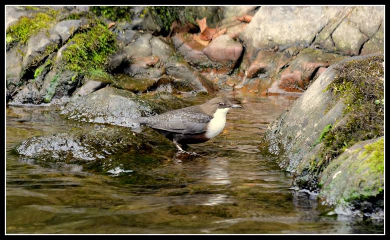 Photo by Peter Ducket, taken on the River Lyn near Watersmeet