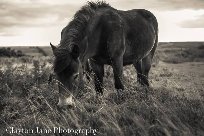 Exmoor Pony, photographed by Clayton Jane in mid-September 2013