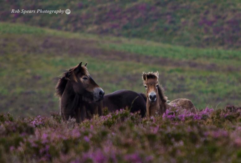 Photo by Rob Spears. www.robspearsphotography.co.uk
