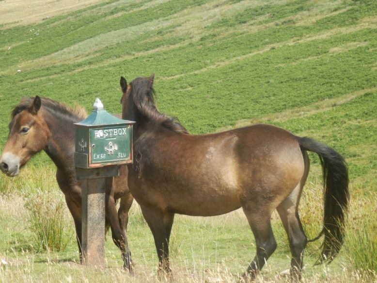 Photo by Experience Exmoor