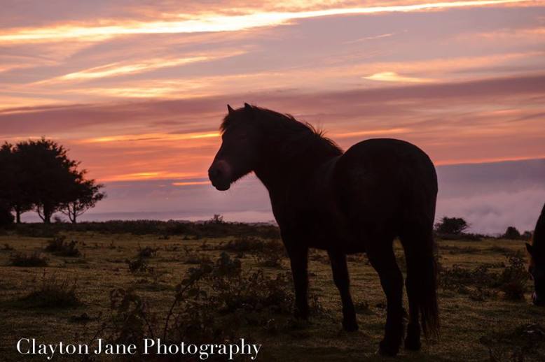 107 Clayton Jane Exmoor Ponies - morning