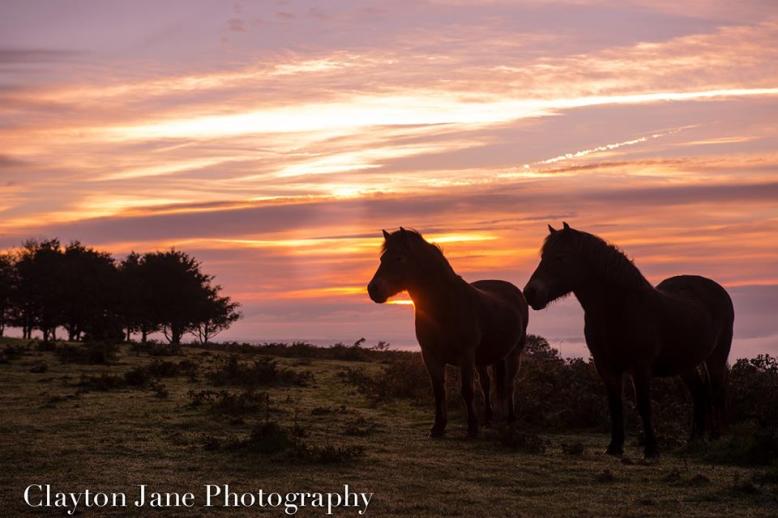 108 Clayton Jane Exmoor Ponies - morning