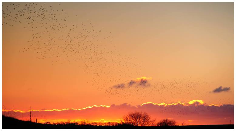 Starlings taking to the sky near Twitchen. www.twitchen.co.uk
