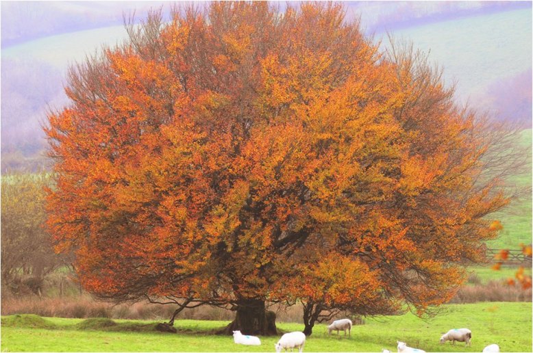 Autumn has arrived at Twitchen Farm www.twitchen.co.uk