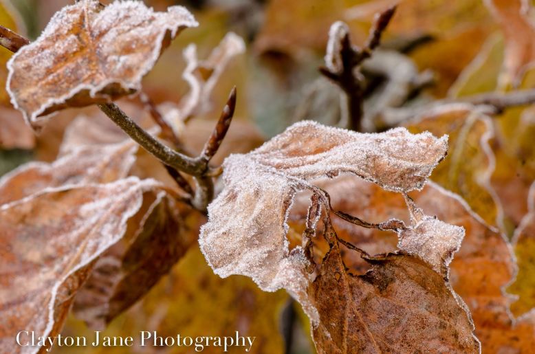 604 Clayton Jane Frosted Leaves