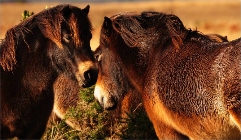 102 Twitchen Farm Helen Ash Exmoor Ponies on Haddon Hill
