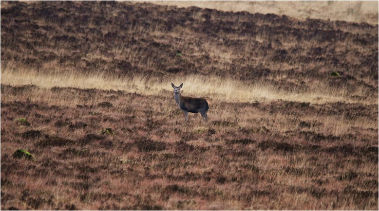 Photo by Helen Asher, Twitchen Farm www.twitchen.co.uk