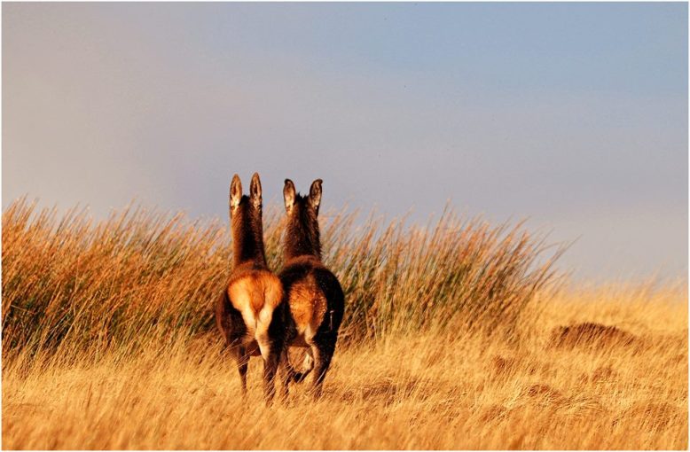 311 Twitchen Helen Ash Hinds from the back