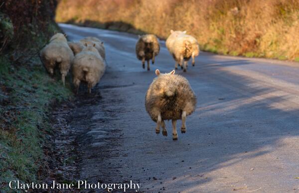 Photo by Clayton jane