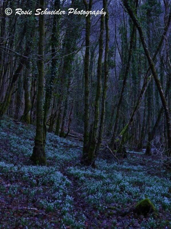 Photo by Rosie Schneider