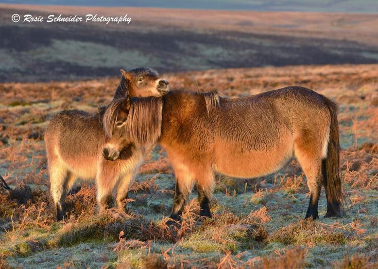 Photo by Rosie Schneider