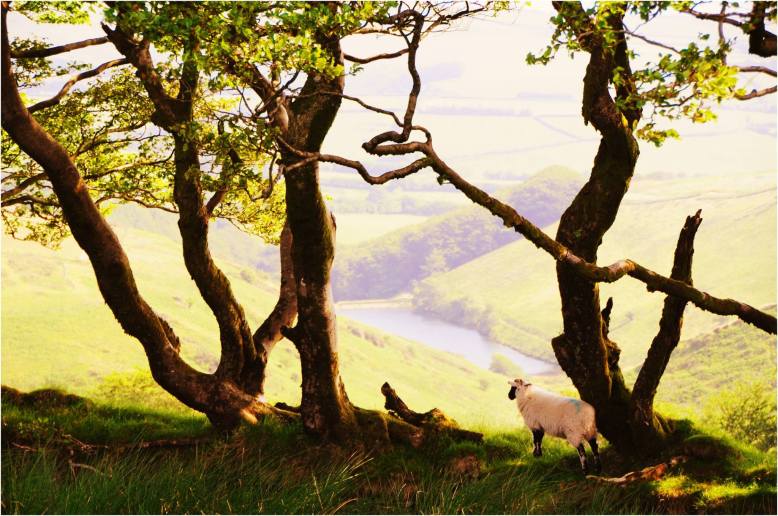 306 Twitchen Farm Looking down over Challacombe reservoire