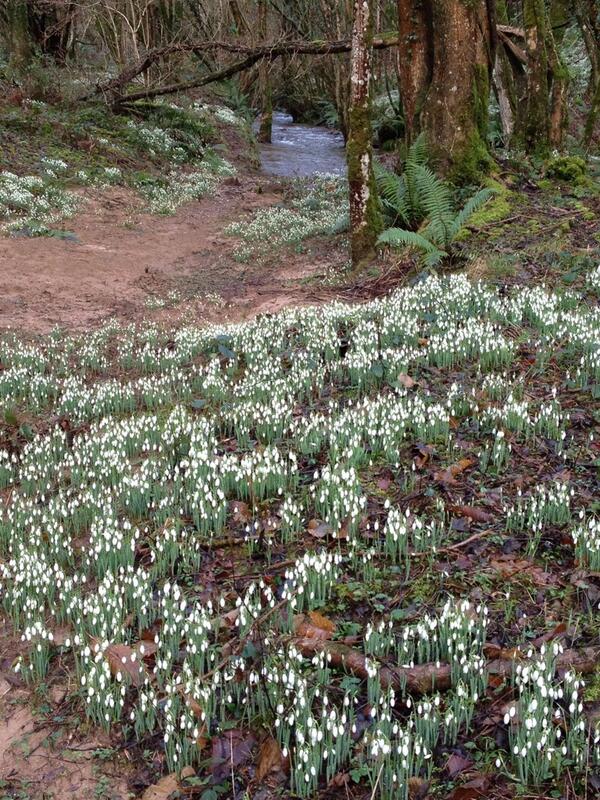 Janette Noyes, Snowdrop Valley