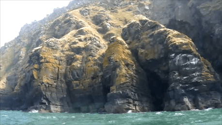 Exmoor cliff edge providing great nesting opportunities for guillemots