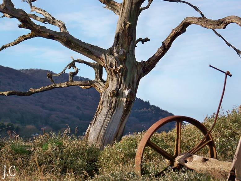 Porlock Marsh. Photo by John Crabb