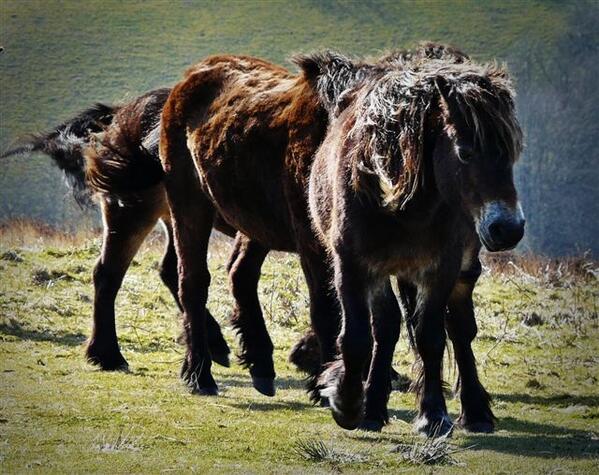 Exmoor Ponies enjoying the spring sunshine. Photo by Nigel Hester