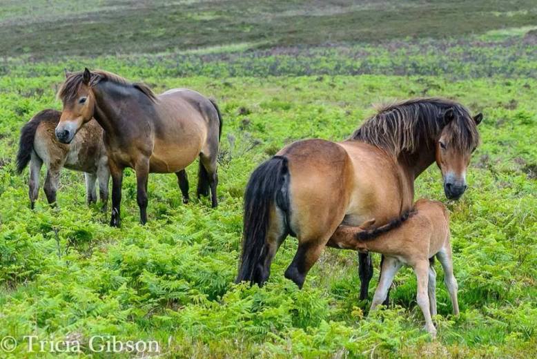 304Tricia Gibson Exmoor Mares and Foals