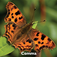 Comma