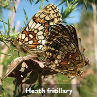 Heath-Fritillary