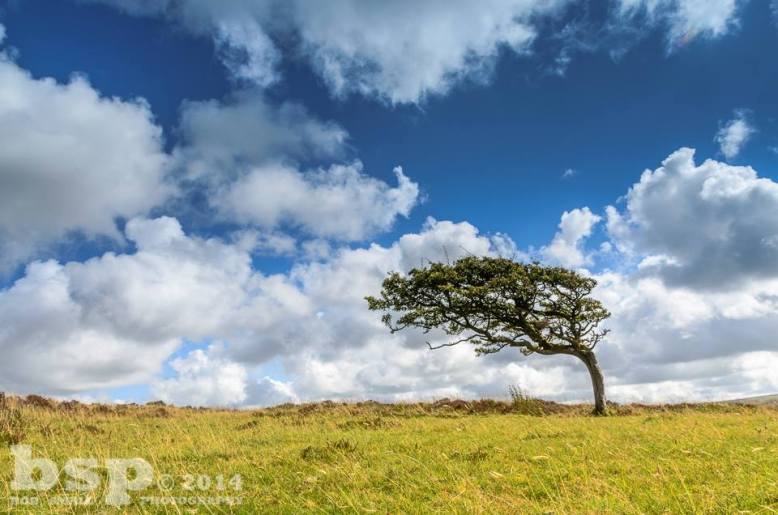 301 Bob Small Show me the way