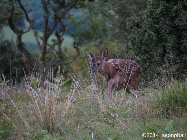 a Red Deer calf quietly going to hide in tall grass