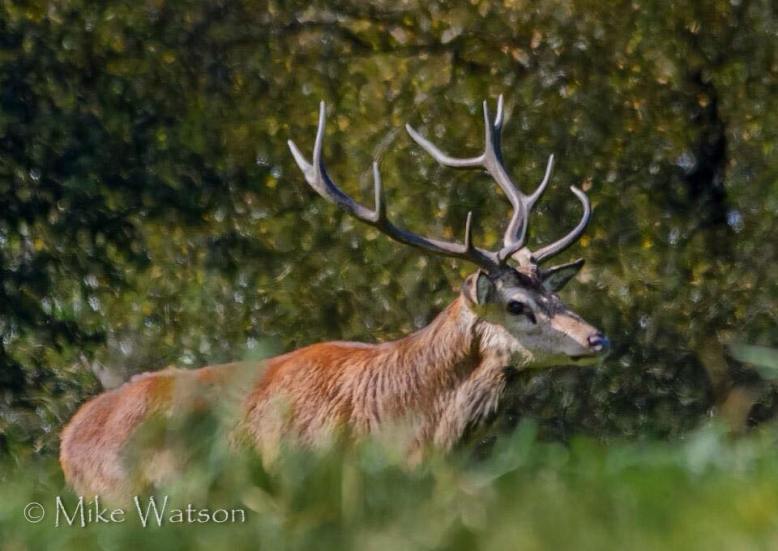 Photo by Mike Watson