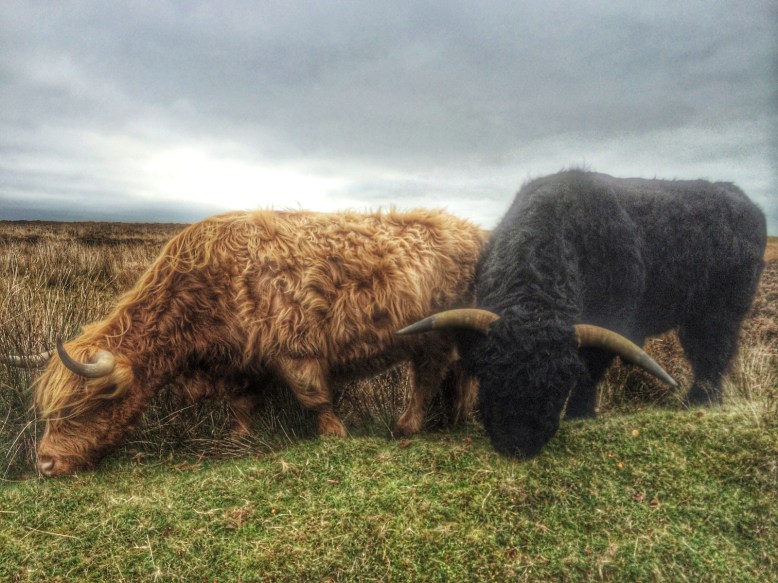 Highland Cattle on Exmoor, Somerset