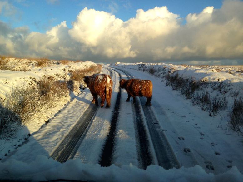 402 Exmoor Adventures Snow Highland Cattle 14 Jan