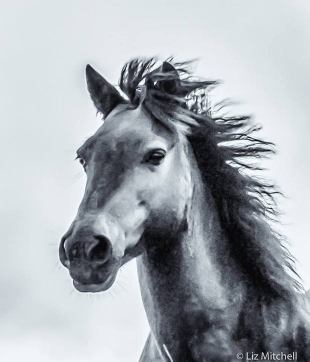 Free roaming Exmoor mare. Photo by Liz Mitchell.