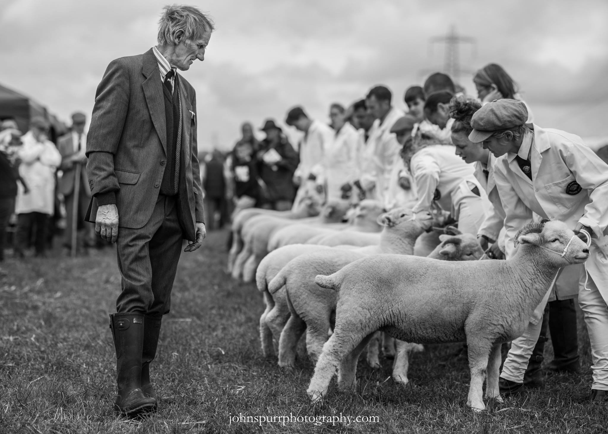 303 John Spurr Exmoor Horn sheep being judged.