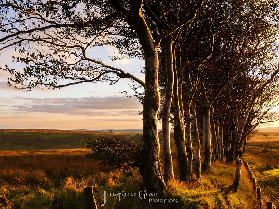 Photo by Julia Amies-Green.