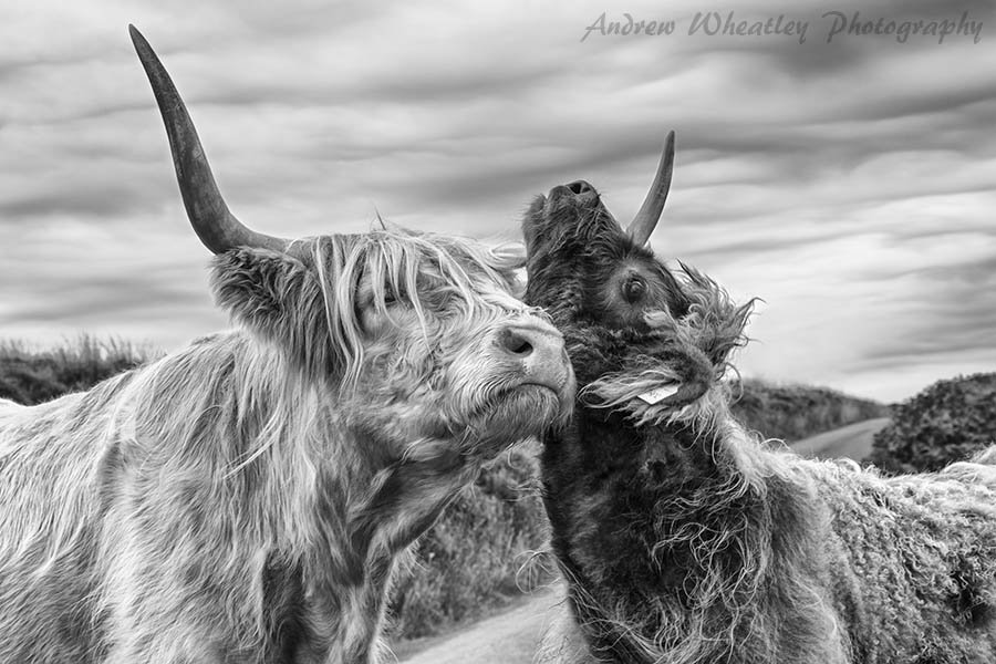 Highland Cattle on Exmoor: Mother and Calf. Photo by Andrew Wheatley