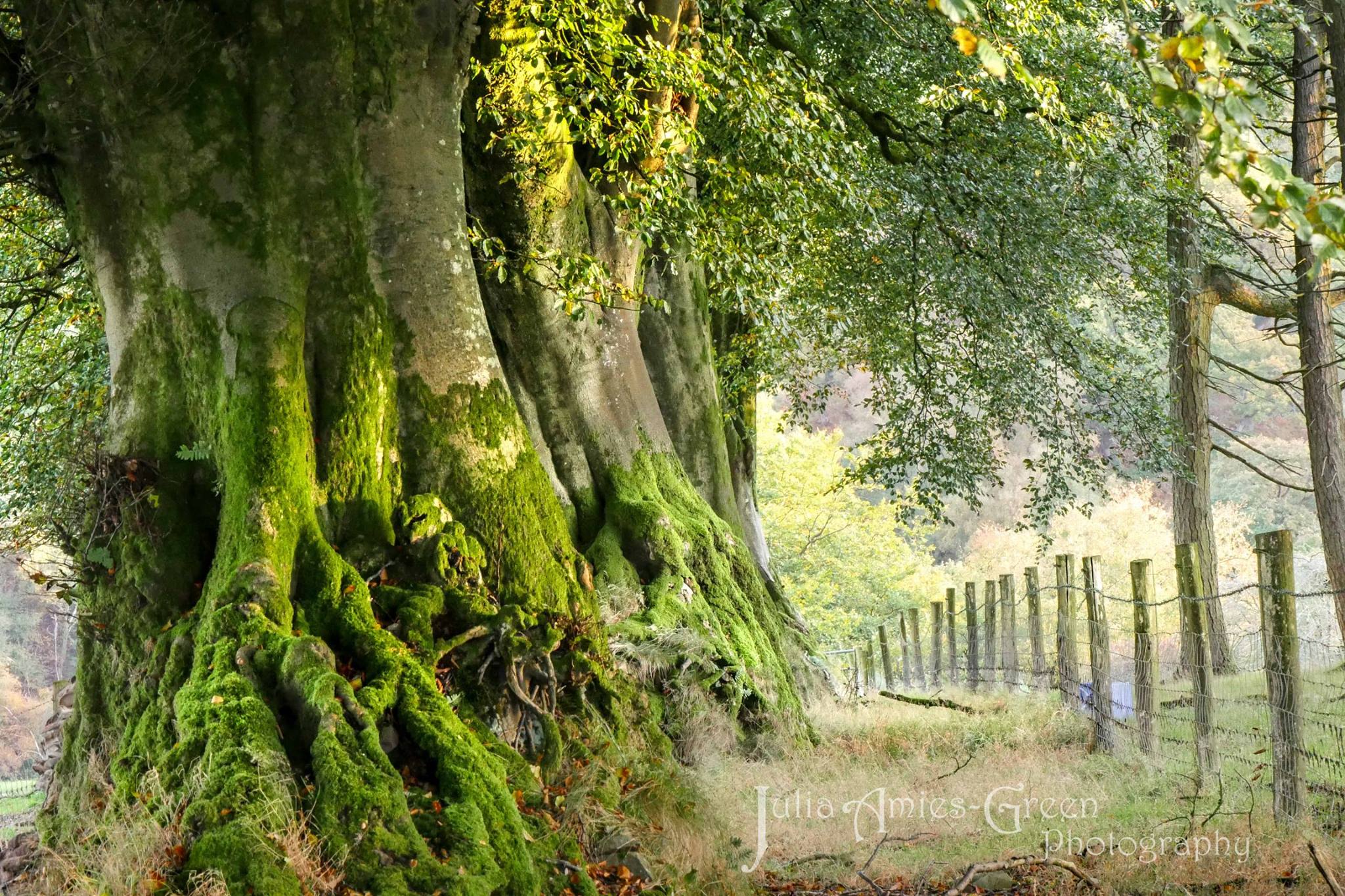 501-julia-amies-green-i-am-forever-drawn-to-these-majestic-ancient-beeches